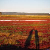 サンゴ草を求めて秋の道東②　念願のサンゴ草に大はしゃぎして能取湖の夕陽を楽しむ