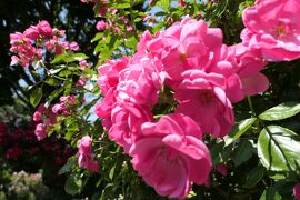 初夏の信州　薔薇紀行♪　Vol.118 ☆小諸：サムズガーデン　初夏の花と薔薇の美しい庭園♪
