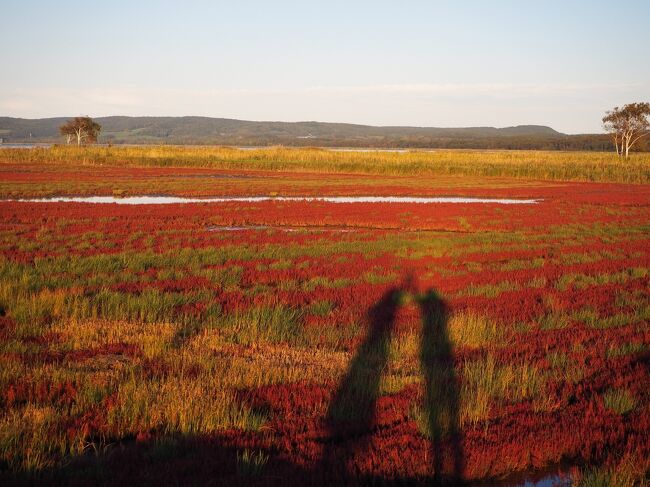 サンゴ草を求めて秋の道東②　念願のサンゴ草に大はしゃぎして能取湖の夕陽を楽しむ