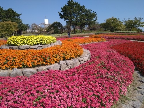 海の中道海浜公園は福岡市東区にある、全国で5番目に設置された国営公園です。<br /><br />一年を通じていろいろな花が楽しめるほか、小動物と触れ合える「動物の森」や屋外の「サンシャインプール」ゴーカートや迷路などを楽しめる「ワンダーランド」花の丘がある「大芝生広場」などいくつかのゾーンに分かれています。小さな子どもが遊べる遊具や、高学年の子どもがチャレンジできるアスレチックも充実しており、子どもたちが小学生のころはお弁当をもって、毎年遊びに行っていました。広さといい、設備の充実度といい、間違いなく九州でNO1の総合公園だと思います、<br /><br />子育て時代が終わりしばらくご無沙汰していましたが、最近、花目当てに夫婦で行くようになりました。園内に点在するフラワースポットを見て回るとよい運動になります。<br />春はフラワーピクニック、秋はフラワーフェスティバルが行われ、美しい花が入場者を楽しませてくれます。<br /><br />「コキアが満開だとニュースでやっていたよ」と主人が教えてくれたので、さっそく週末ドライブに出かけました。昨年のフラワーフェスティバルは、雨に降られて、早々に退散したので今年はリベンジです。