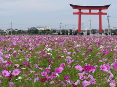 「小泉コスモス畑」のコスモス_2022_ほぼ満開、見頃継続中でした（群馬県・伊勢崎市）