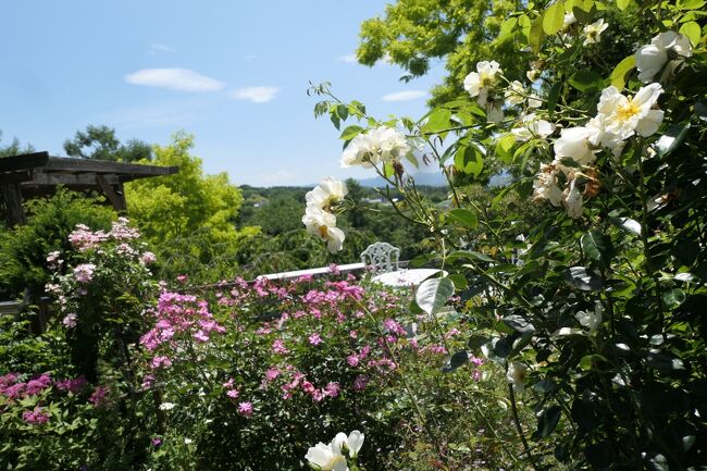2022年6月23日-26日、長野県に行きました♪<br />初夏の山岳や高原、薔薇や庭園、ワイナリー、温泉やグルメをたっぷりと楽しんできました♪<br /><br />☆Vol.124　6月25日：小諸♪<br />ザ・ひらまつ・軽井沢御代田のスカイジュニアスイートルームに連泊中。<br />今日は午前中に庭園めぐり。<br />東御市の「ヴィラデスト・ガーデンファーム・アンド・ワイナリー」。<br />小諸市の個人庭園「サムズガーデン」。<br />「サムズガーデン」は昨年に続いて2度目。<br />前回は6月上旬に訪れていて、<br />バラのピークが真っ盛りで見事だった。<br />今回は6月下旬。<br />バラのピークが過ぎた庭園はどうなっているのか興味がある。<br />緩やかな傾斜を利用したイギリス風庭園。<br />千曲川バレーのパノラマが広がり、<br />遠くに八ヶ岳や蓼科山を臨む。<br />レッド、オレンジ、ピンク、白などの薔薇がまだ咲き残り、<br />これからピークを迎える夏の草花との競演が見事な景観。<br />夏を代表するクレマチスをはじめ、つる性草花も見事。<br />あらゆるの草花が植えられて見事な配置・配色。<br />歩き進む度に驚きの発見がいっぱい。<br />ゆったりと歩いて眺めて♪
