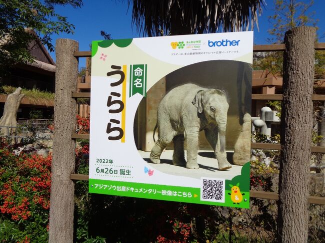 ぞうの赤やんが産まれたとテレビで紹介されていました<br />久しぶりに東山動物園へ地下鉄に乗って行ってきました<br />ぞうの赤ちゃん、ちっちゃいです、よく動いて可愛かったです<br />お母さんぞうの側にずっとくっついていました<br />お天気も良くて暑いくらいでした<br />きょうは　うらら　を見れたのでそれだけで満足です<br />又出かけて成長を見守りたいなと思います<br /><br /><br />