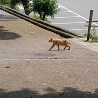 猫と城探し【石川（七尾線と小丸山城・Nanao Line & Komaruyama Castle）編?】