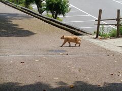 猫と城探し【石川（七尾線と小丸山城・Nanao Line & Komaruyama Castle）編?】