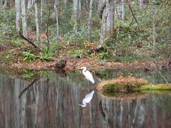 美しい朝明けに染まる蔦沼と十和田湖の紅葉。雨の中の蔦沼へ②