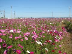 秋だ！そうだ秋桜を見に行こう。