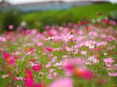 河川敷に咲く 可憐なコスモス@足立区都市農業公園 