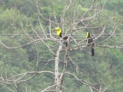 タイさんの南米の旅99日目(2022/10/19)タイロナからオオハシのいるミンカへ, コロンビア