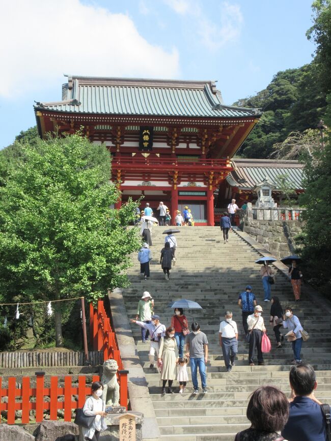 伊豆、箱根、鎌倉を巡る旅　　二日目鎌倉から伊豆へ<br /><br />二日目；6時前に起床し、直ぐ温泉に入り、修学旅行生との混雑を避け、30分早く昨晩と同じ中華料理のレストランで6:30からビュッフェ料理を頂いた。料理の種類も豊富で満足であった。学生は宴会場で朝食か？一人も見なかった。風呂でも学生に会わなかった。<br />本日は当旅行メインの鎌倉。鶴岡八幡宮と鎌倉小町散策である。鶴岡八幡宮は大学時代訪問したような気がするが、全然記憶が無く、初めてかもしれない。（学生時代、鎌倉大仏に行ったのは写真が残っていて、覚えているが）鶴岡八幡宮の宝物殿がツアー初登場として入場料込となっていたが、源平合戦絵巻の一部と住吉神像（通常神道の神様は像が無い筈だが）以外は感心しなかった。（写真撮影禁止）八幡宮内の大河ドラマ館入場料千円は吹っ掛けであり、翌日伊豆の国市で訪問するので当然入らず。八幡宮には修学旅行の学生がいっぱい見学に来ていた。歴史の勉強には良いだろう。<br />鶴岡八幡宮お参り見学の後、三の鳥居から二の鳥居まで段葛（通り）を歩き、鎌倉小町で食堂を探しながら往復歩き、当初考えていた「峰本」でしらす丼とそば小鉢を昼食として食べ、バスに戻った。（２日目の昼食は各人）その後、バスで小田原鈴廣かまぼこの里、伊豆マリンタウンのトイレ休憩を経由して、伊豆半島の海岸線を通り、伊豆半島の先端近くの今井浜東急ホテルに到着。（鎌倉出発から４時間20分）今井浜東急ホテルはハワイアンミュージュックが流れ、従業員はアロハシャツを着ており、部屋からは伊豆大島等太平洋を望む部屋で雰囲気は良い。夕食も食堂で２人づつの食卓で和会席料理（メインは金目鯛）、丁度良い位の量だった。夕食後入った温泉も温泉らしい趣があり、露天風呂も囲いは有ったが、空に金星が見えた。<br /><br />（後での感想：今井浜温泉も良いが、鎌倉近くの熱海温泉で同等価格のホテル泊まりにすれば、鎌倉の他の寺をもっと自由に見学できたのではないかと思う。熱海から修善寺もそれ程距離と時間は掛からないと思う。伊豆は海岸線ドライブと帰途の伊豆半島中央ループ道路橋通過は良いが、天城隧道等の見学は無い為）<br /><br />