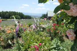 初夏の信州　薔薇紀行♪　Vol.142 ☆小諸：夢ハーベスト農場　初夏の花と薔薇の美しい庭園♪