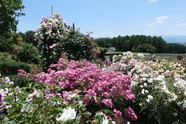 初夏の信州　薔薇紀行♪　Vol.145 ☆小諸：夢ハーベスト農場　初夏の花と薔薇の美しい庭園♪