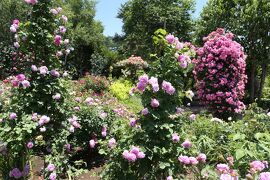 初夏の信州　薔薇紀行♪　Vol.147 ☆小諸：夢ハーベスト農場　初夏の花と薔薇の美しい庭園♪