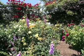 初夏の信州　薔薇紀行♪　Vol.149 ☆小諸：夢ハーベスト農場　初夏の花と薔薇の美しい庭園♪