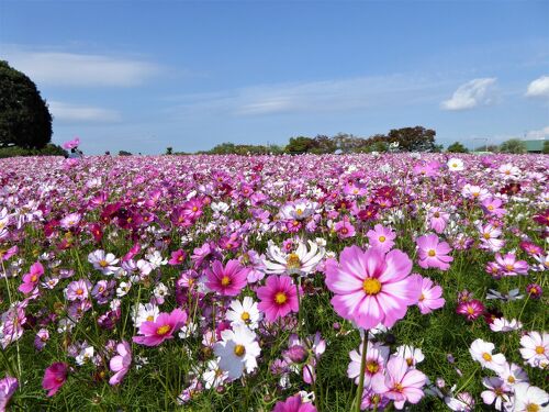 カランコエテッサまろまろ様確認用 カランコエテッサまろまろ様確認用 カランコエ属 'Tessa'の育て方