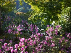 秋明菊香る善峰寺から餡子香る中村軒「麦代餅」