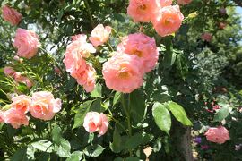 初夏の信州　薔薇紀行♪　Vol.156 ☆小諸：夢ハーベスト農場　初夏の花と薔薇の美しい庭園♪