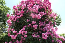 初夏の信州　薔薇紀行♪　Vol.162 ☆小諸：夢ハーベスト農場　初夏の花と薔薇の美しい庭園♪