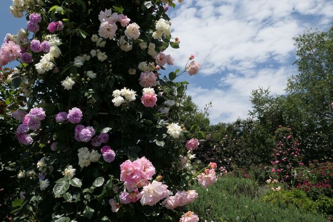 初夏の信州　薔薇紀行♪　Vol.161 ☆小諸：夢ハーベスト農場　初夏の花と薔薇の美しい庭園♪