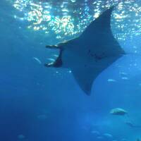 沖縄２－３：美ら水族館から今帰仁城