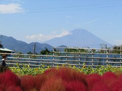 富士山をバックにコキアのミニガーデン－コキアの里（神奈川県松田町）