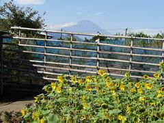 富士山をバックにして秋に咲くヒマワリ（神奈川県松田町）
