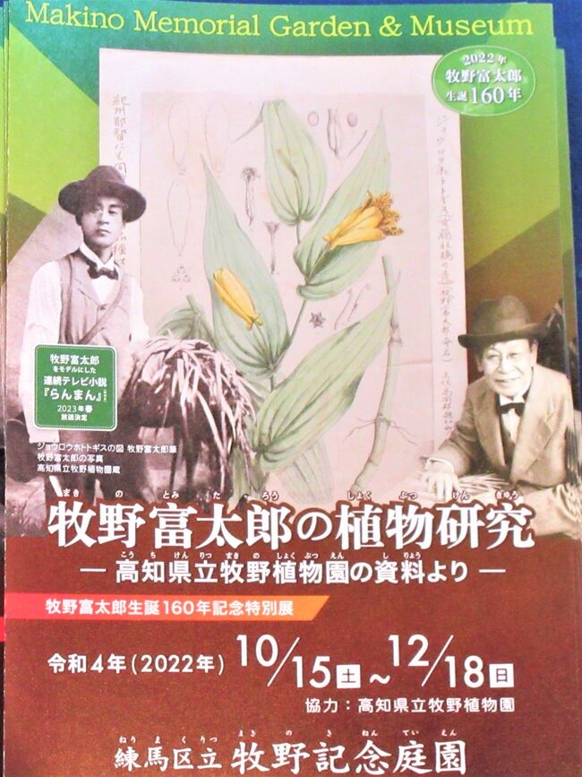 東京都練馬区にある区立牧野記念庭園に行きました。<br />牧野富太郎博士は、「日本の植物学の父」「植物分類学の父」といわれ、生涯多数の植物を発見命名しました。<br />NHKの2023年度前期連続テレビ小説『らんまん』の主人公のモデルになっています。そうすると来春以降は記念庭園も混雑すると予想して、是非今年のうちに行くことにしました。<br />ほとんど植物ばかりの旅行記になってしまいました。<br /><br />【参考】植物については、Google画像検索（Googleレンズ）とWikipediaなどを参照、引用しました。
