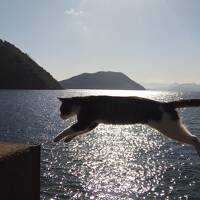 ネコとうどんと青い空と(=^ェ^=)　《2日目　Amaging Jumping-Cat ～素晴らしき飛び猫の世界～》