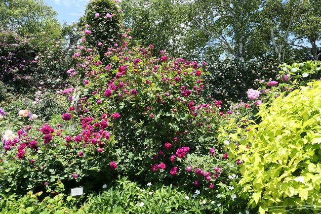 初夏の信州　薔薇紀行♪　Vol.163 ☆小諸：夢ハーベスト農場　初夏の花と薔薇の美しい庭園♪