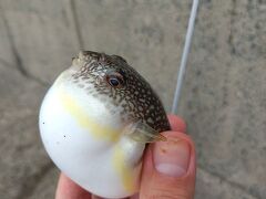 釣果ゼロならプランB！豊浦→長万部→豊浦でグル巡り