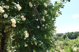 初夏の信州　薔薇紀行♪　Vol.166 ☆小諸：夢ハーベスト農場　初夏の花と薔薇の美しい庭園♪