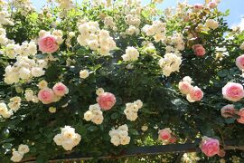 初夏の信州　薔薇紀行♪　Vol.167 ☆小諸：夢ハーベスト農場　初夏の花と薔薇の美しい庭園♪
