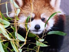 レッサーパンダはかわゆい !!! 今日は赤ちゃん 徳山動物園