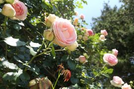 初夏の信州　薔薇紀行♪　Vol.169 ☆小諸：夢ハーベスト農場　初夏の花と薔薇の美しい庭園♪
