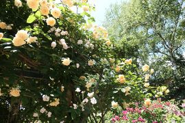 初夏の信州　薔薇紀行♪　Vol.170 ☆小諸：夢ハーベスト農場　初夏の花と薔薇の美しい庭園♪