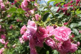 初夏の信州　薔薇紀行♪　Vol.171 ☆小諸：夢ハーベスト農場　初夏の花と薔薇の美しい庭園♪