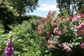 初夏の信州　薔薇紀行♪　Vol.172 ☆小諸：夢ハーベスト農場　初夏の花と薔薇の美しい庭園♪