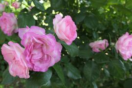初夏の信州　薔薇紀行♪　Vol.175 ☆小諸：夢ハーベスト農場　初夏の花と薔薇の美しい庭園♪