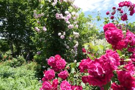 初夏の信州　薔薇紀行♪　Vol.177 ☆小諸：夢ハーベスト農場　初夏の花と薔薇の美しい庭園♪