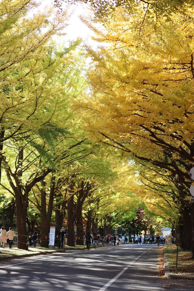 イチョウ並木で有名な北海道大学の紅葉を見てきました＼^^／