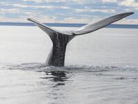 バルデス半島その５ ミナミセミクジラ天国