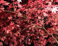  北海道最後の紅葉をめぐる名湯リゾートステイ４日間⑨２日目の７　～沙羅の月～香雪園