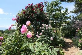 初夏の信州　薔薇紀行♪　Vol.179 ☆小諸：夢ハーベスト農場　初夏の花と薔薇の美しい庭園♪