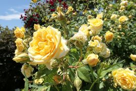 初夏の信州　薔薇紀行♪　Vol.180 ☆小諸：夢ハーベスト農場　初夏の花と薔薇の美しい庭園♪