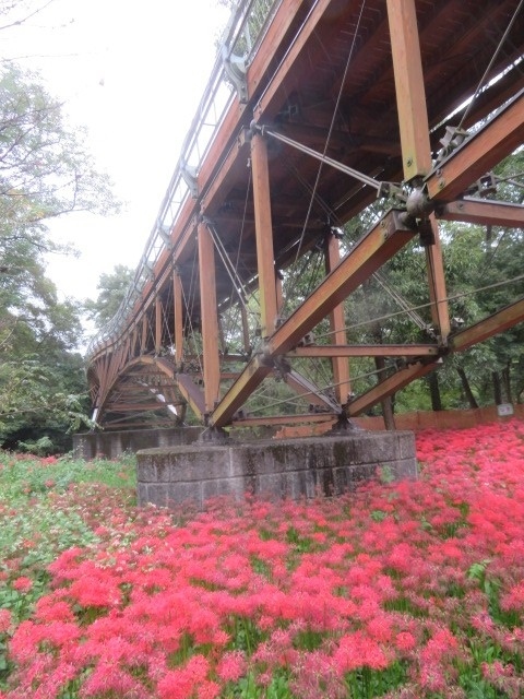 日高の日和田山・高指山に登ってから巾着田に・高麗郷古民家にも寄りました