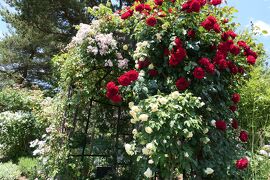 初夏の信州　薔薇紀行♪　Vol.182 ☆小諸：夢ハーベスト農場　初夏の花と薔薇の美しい庭園♪
