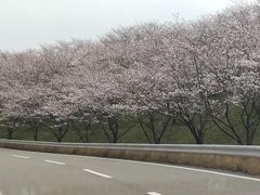 桜の季節の奇絶峡
