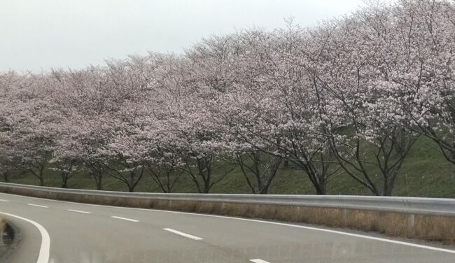 以前の旅をアップしました。<br />2022年3月に、日帰りで桜を求めてドライブしました。