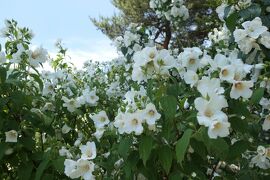 初夏の信州　薔薇紀行♪　Vol.187 ☆小諸：夢ハーベスト農場　初夏の花と薔薇の美しい庭園♪