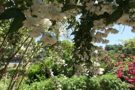 初夏の信州　薔薇紀行♪　Vol.191 ☆小諸：夢ハーベスト農場　初夏の花と薔薇の美しい庭園♪